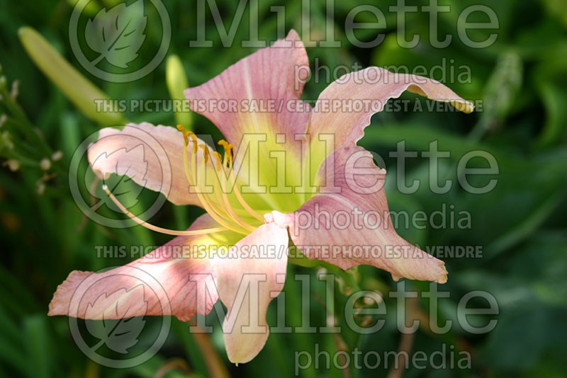 Hemerocallis Watchyl Lady Butterfly (Daylily) 1