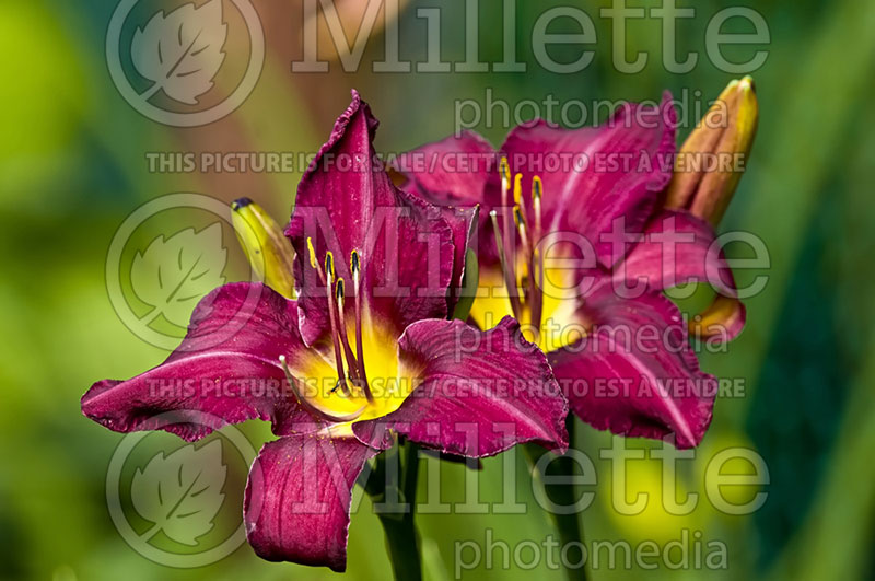 Hemerocallis Wayside King Royale (Daylily) 1