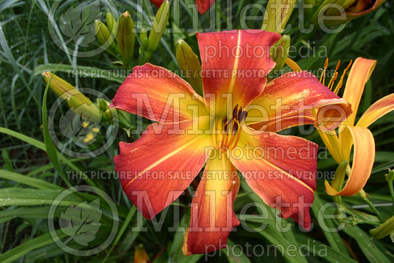 Hemerocallis Westward Wind (Daylily) 1