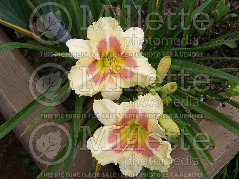 Hemerocallis When My Sweetheart Returns (Daylily) 1  