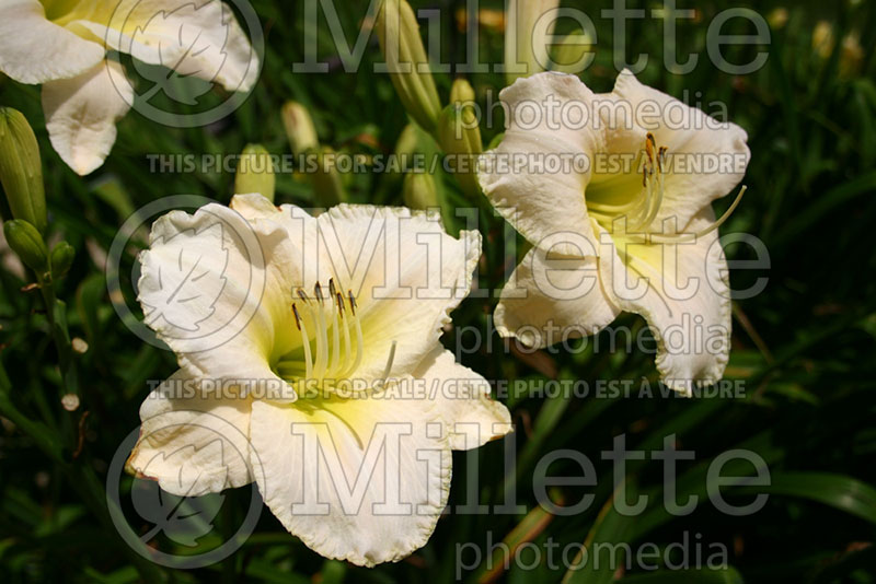 Hemerocallis White Perfection (Daylily) 1