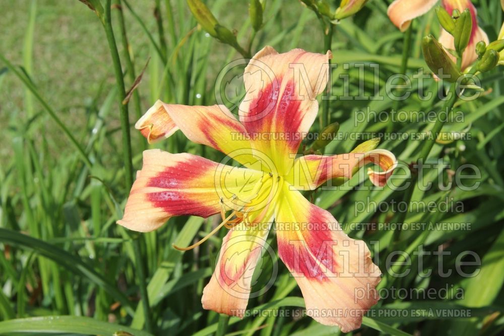 Hemerocallis Wild And Wonderful (Daylily) 2 