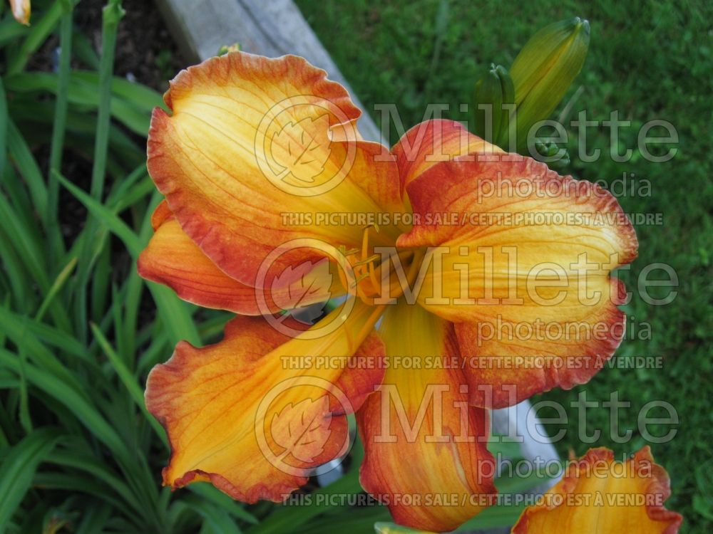 Hemerocallis Wild One (Daylily) 3 