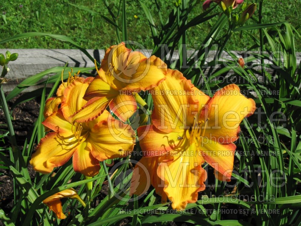 Hemerocallis Wild One (Daylily) 1 