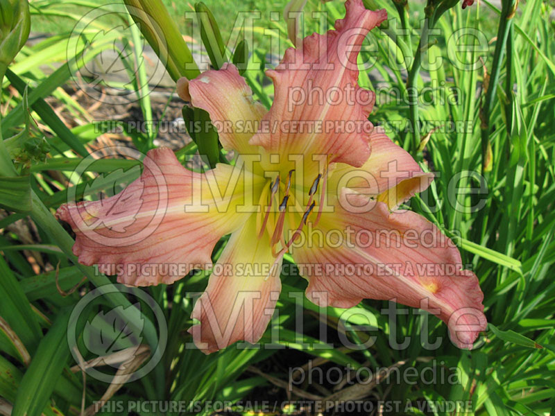 Hemerocallis Wind Frills (Daylily) 1 