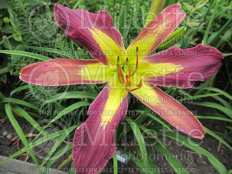 Hemerocallis Wind Master (Daylily) 1 