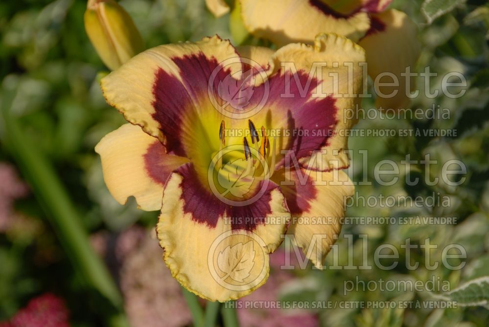 Hemerocallis Winter Tapestry (Daylily) 1 