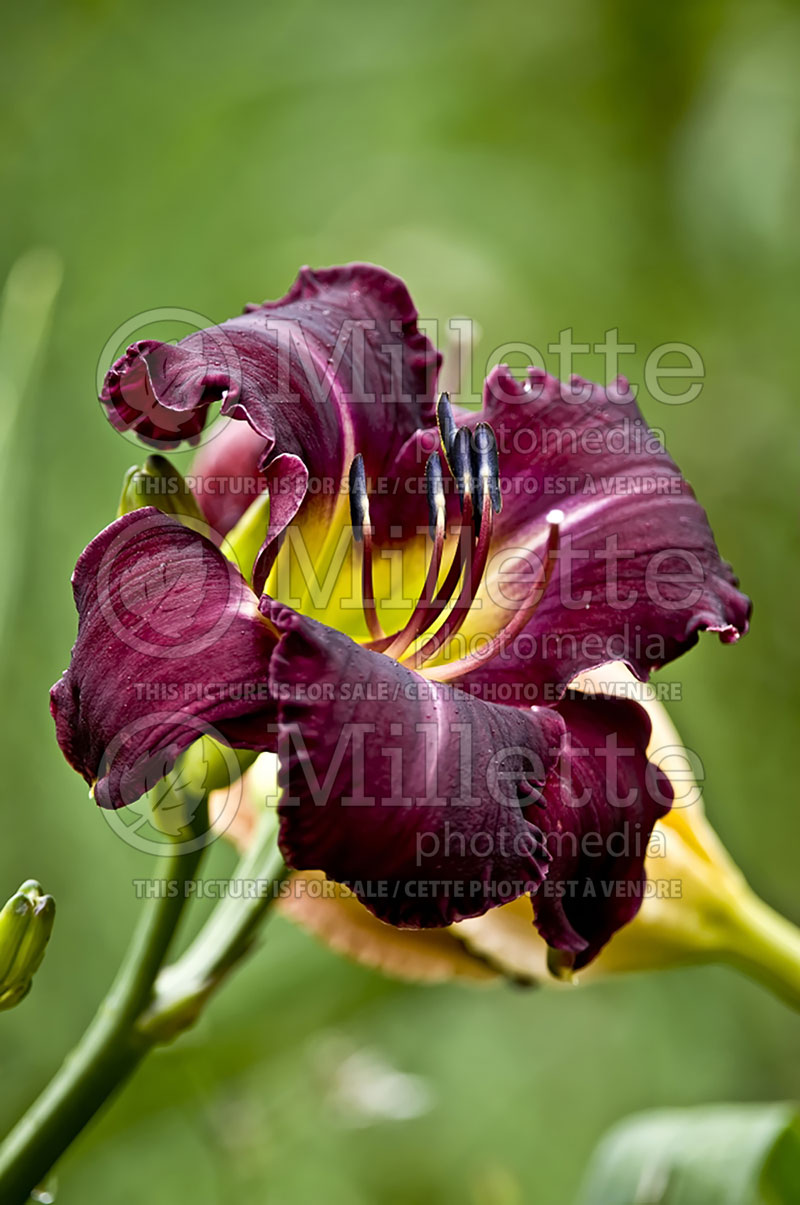 Hemerocallis Wizard's Robe (Daylily) 1 