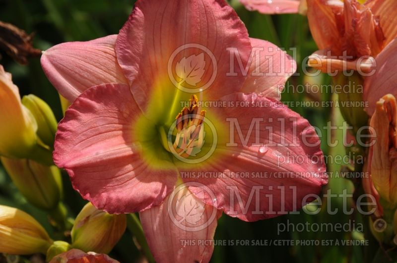 Hemerocallis Woodside Romance (Daylily) 1 