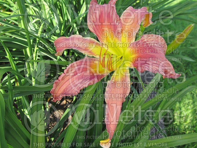 Hemerocallis Yabba Dabba Doo (Daylily)  1