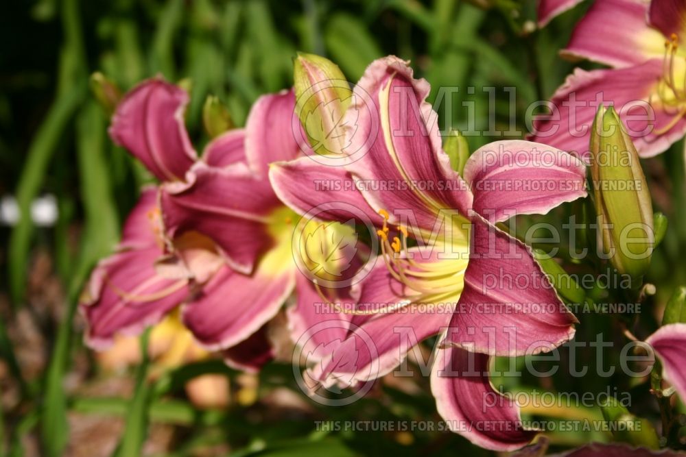 Hemerocallis Yazoo Wild Violet (Daylily)  1