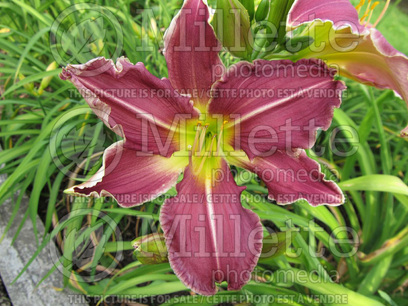 Hemerocallis Yazoo Wild Violet (Daylily) 2 