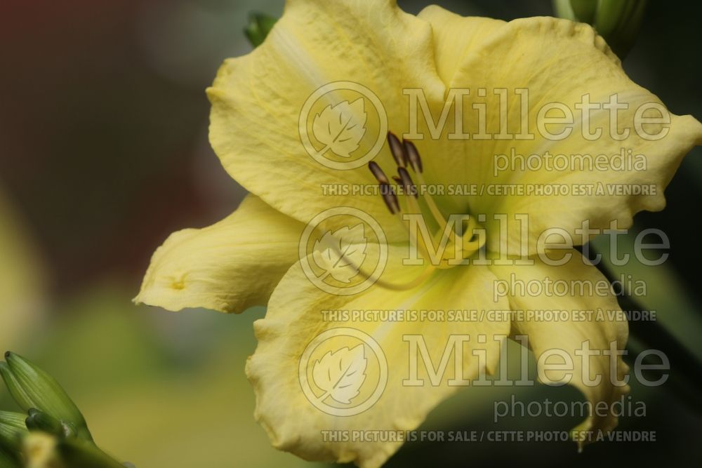 Hemerocallis Yellow Lion (Daylily) 1 