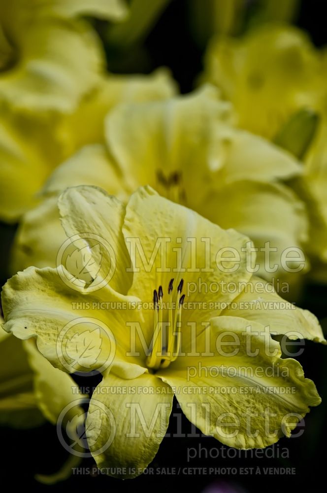 Hemerocallis Yellow Lion (Daylily) 4 