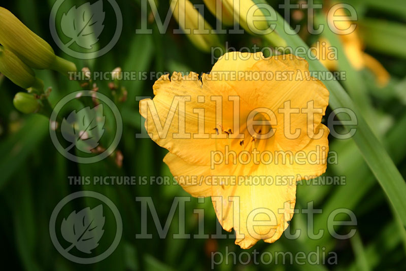 Hemerocallis Yellow Lollipop (Daylily) 1