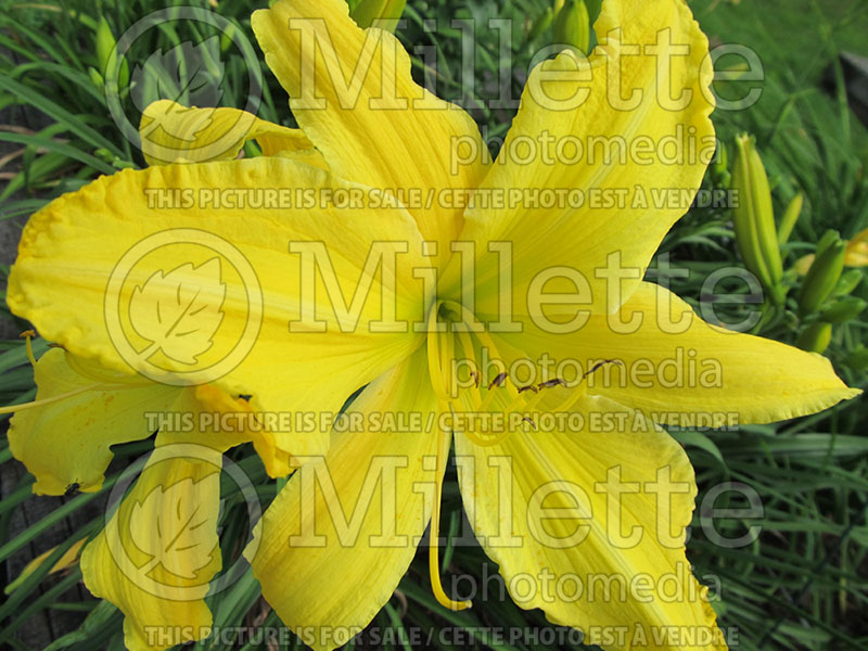 Hemerocallis Yellow Mammoth (Daylily) 1 