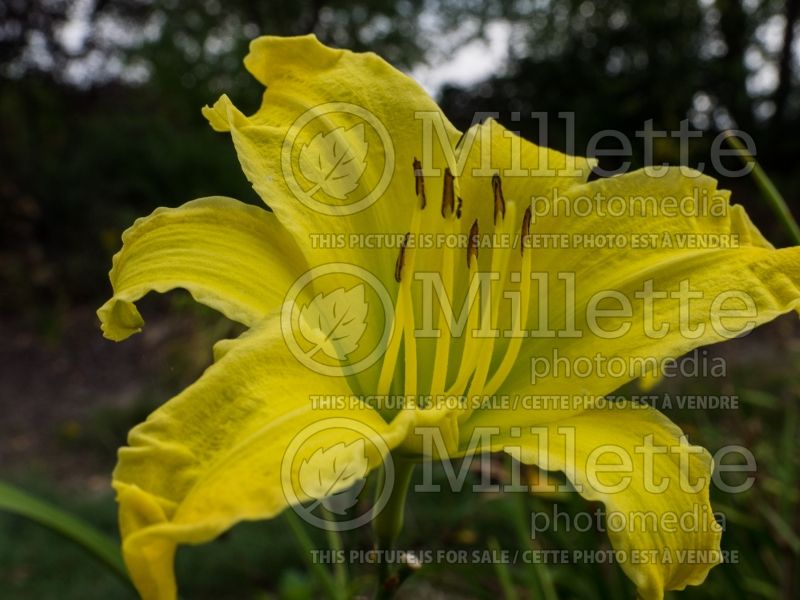 Hemerocallis Yellowstone (Daylily) 1 