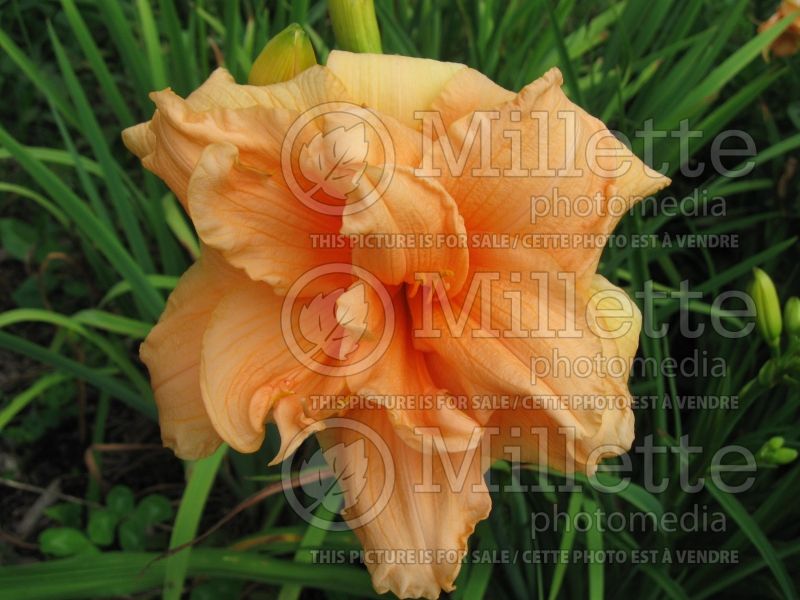 Hemerocallis Zella Virginia (Daylily) 1  