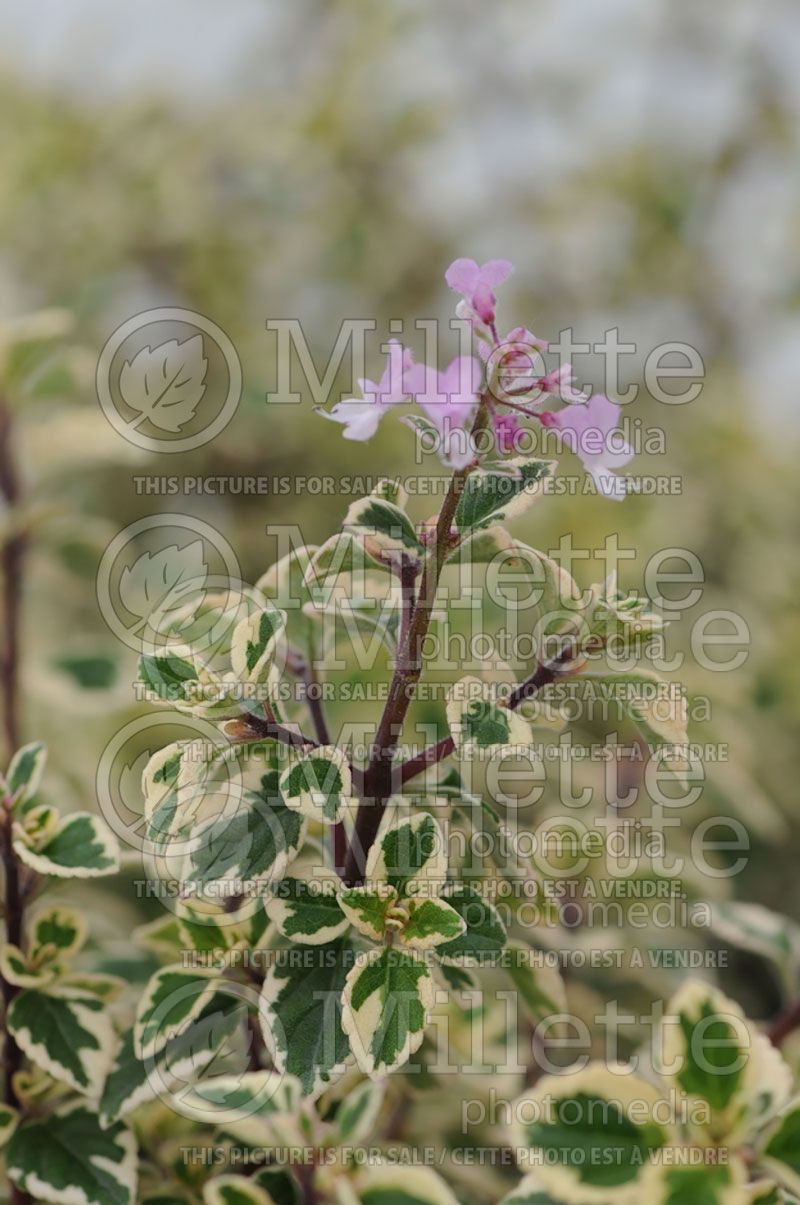 Hemizygia or Syncolostemon Candy Kisses (Hemizygia)  1