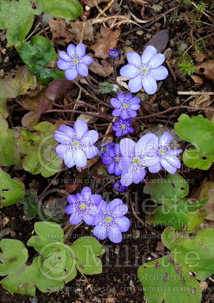 Hepatica transsylvanica (Liverwort) 2 