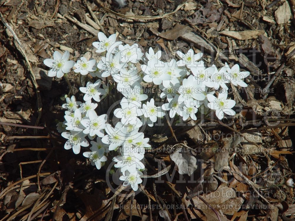 Hepatica acutiloba (Liverwort) 1 