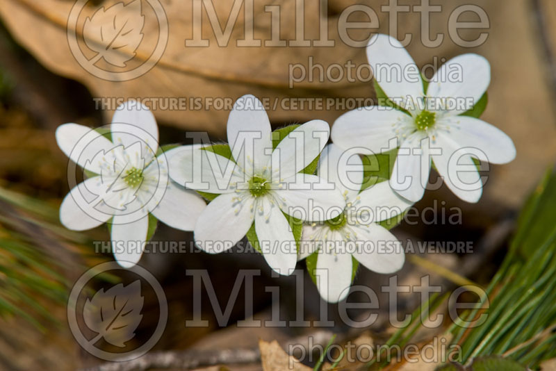 Hepatica acutiloba (Liverwort) 2 