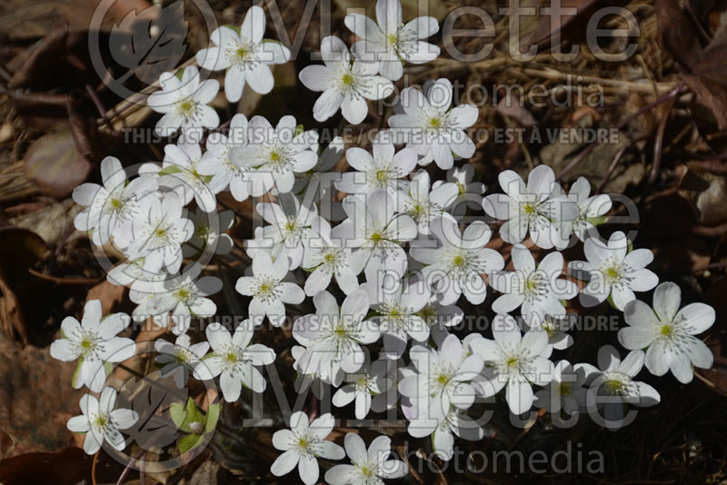 Hepatica americana (Liverwort) 1 