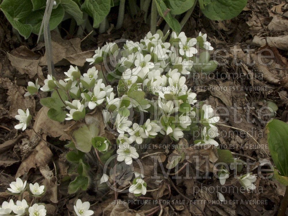 Hepatica americana (Liverwort) 3 