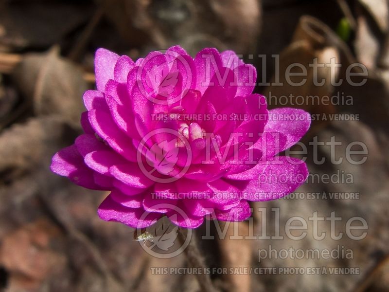 Hepatica Rubra Plena (Liverwort) 1 