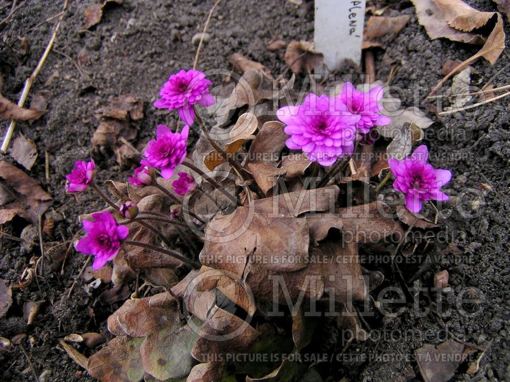 Hepatica Rubra Plena (Liverwort) 2 