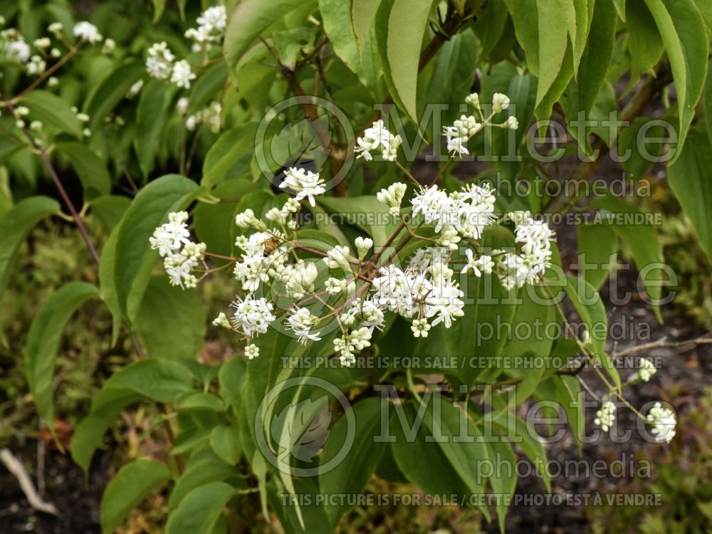 Heptacodium miconioides aka jasminoides (Seven-Son Flower) 13 