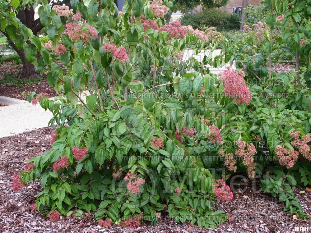 Heptacodium miconioides aka jasminoides (Seven-Son Flower) 14 