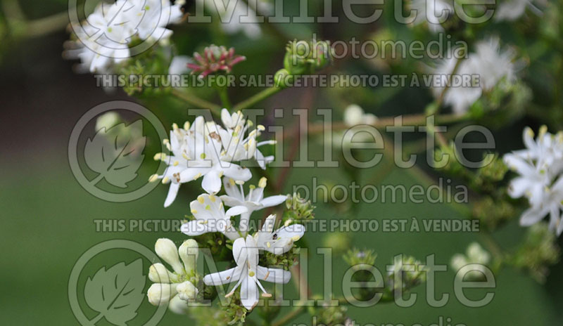 Heptacodium miconioides aka jasminoides (Seven-Son Flower) 4 