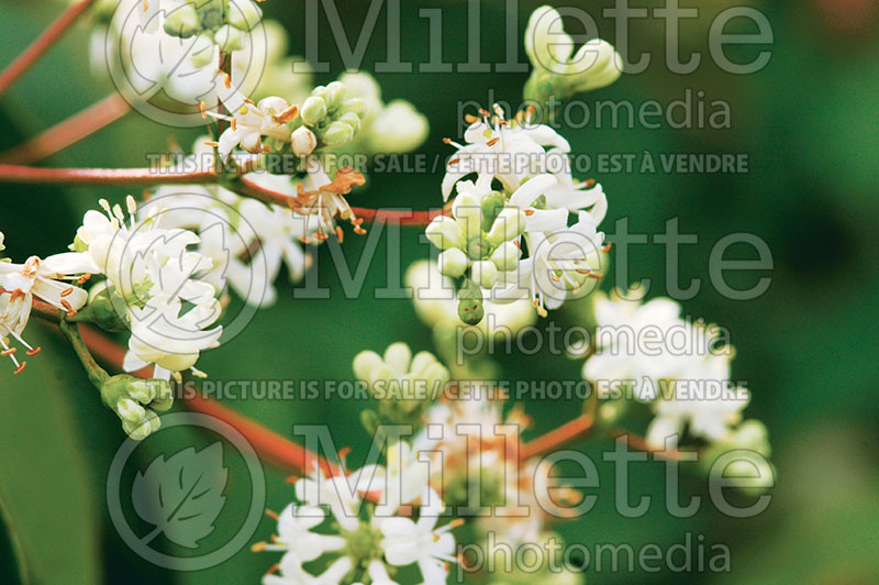 Heptacodium miconioides aka jasminoides (Seven-Son Flower) 2 