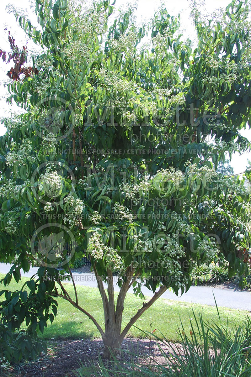 Heptacodium miconioides aka jasminoides (Seven-Son Flower) 3