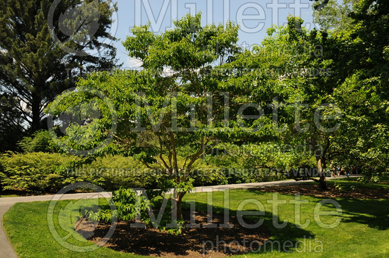 Heptacodium miconioides aka jasminoides (Seven-Son Flower) 6 