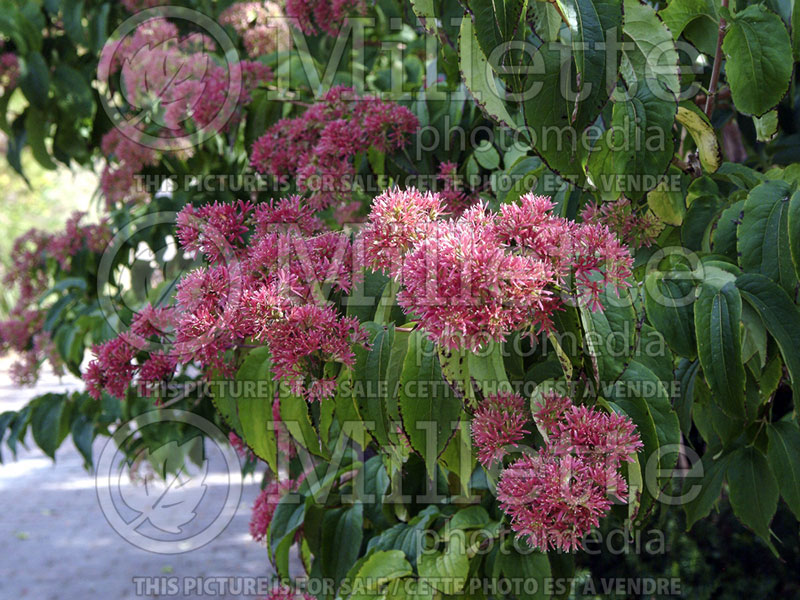 Heptacodium miconioides aka jasminoides (Seven-Son Flower) 9 