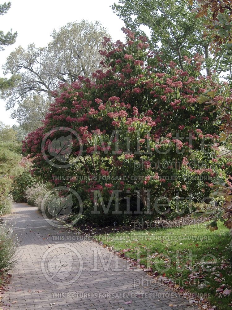 Heptacodium miconioides aka jasminoides (Seven-Son Flower) 10 