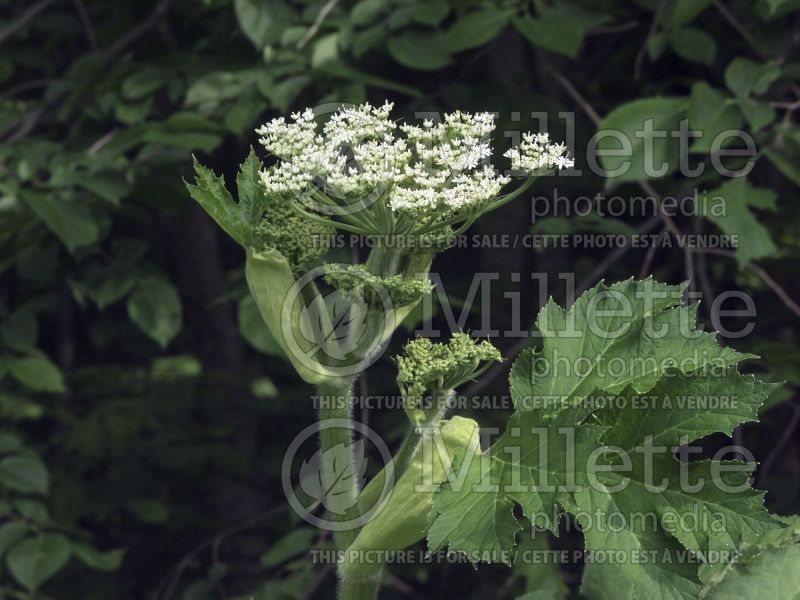 Heracleum lanatum (cow parsnip) 2 