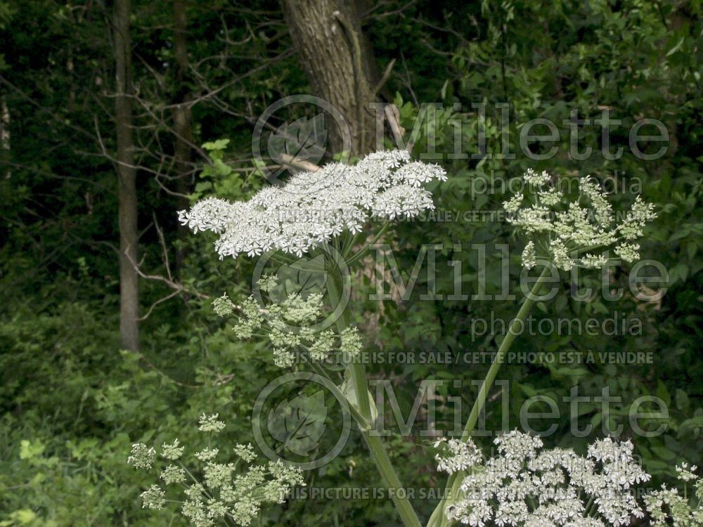 Heracleum lanatum (cow parsnip) 1 