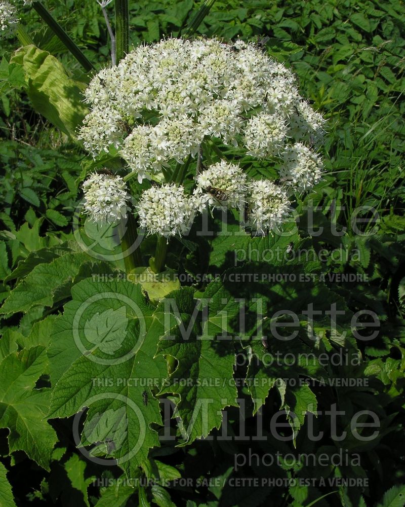 Heracleum maximum (cow parsnip) 2 