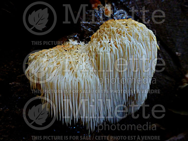 Hericium erinaceus (Lion's Mane) (Edible Mushroom) 1 