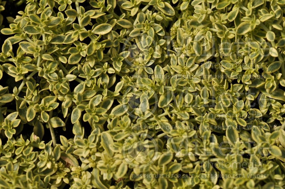 Herniaria Sea Foam (variegated rupturewort) 2 