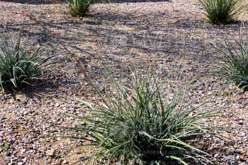 Hesperaloe Brakelights or Perpa (Mountain States Red Yucca) 1