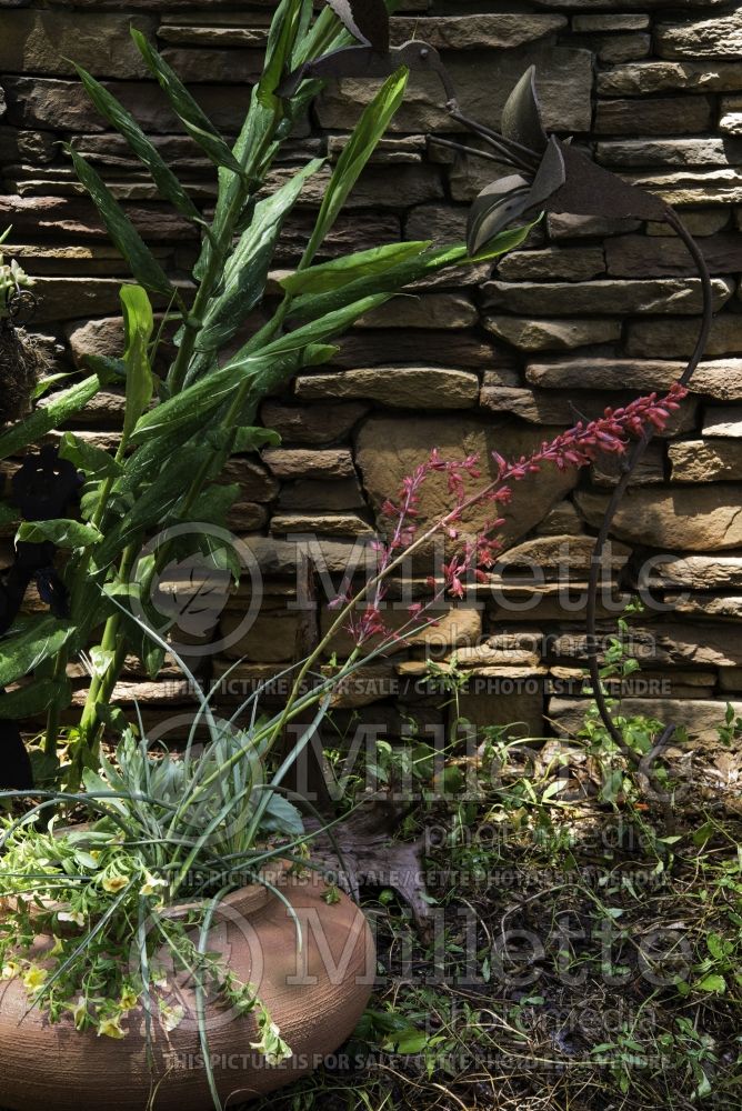 Hesperaloe Brakelights or Perpa (Mountain States Red Yucca) 4