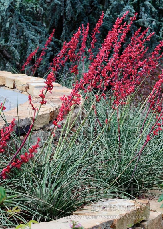 Hesperaloe parviflora (Mountain States Red Yucca) 3