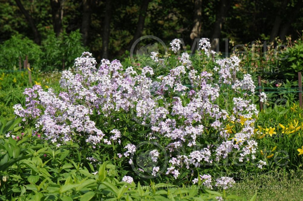 Hesperis matronalis (dame's rocket) 8