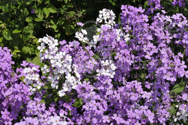 Hesperis matronalis (Dames rocket) 3