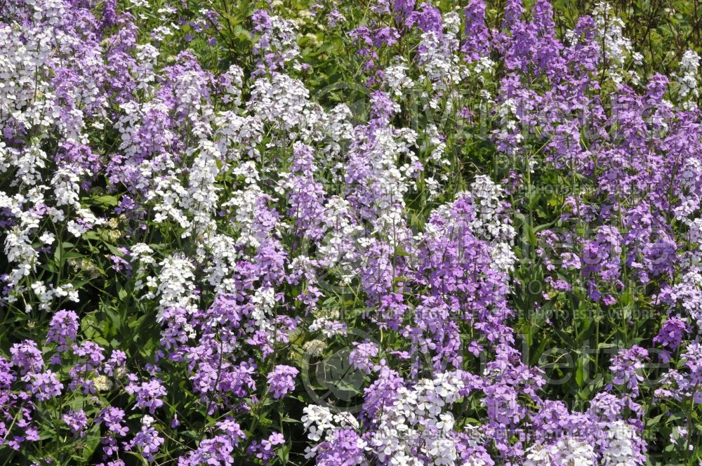 Hesperis matronalis (dame's rocket) 10