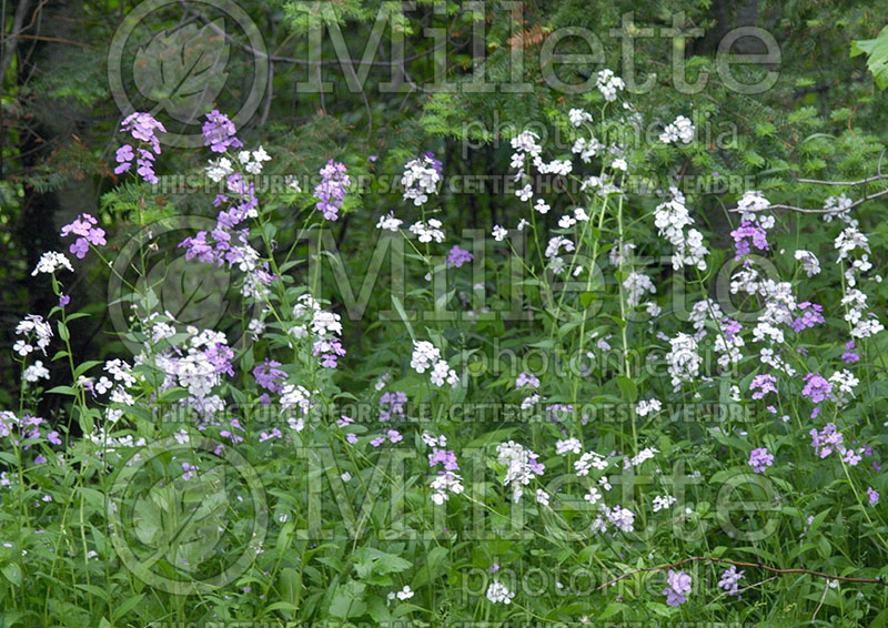 Hesperis matronalis (Dames rocket) 1